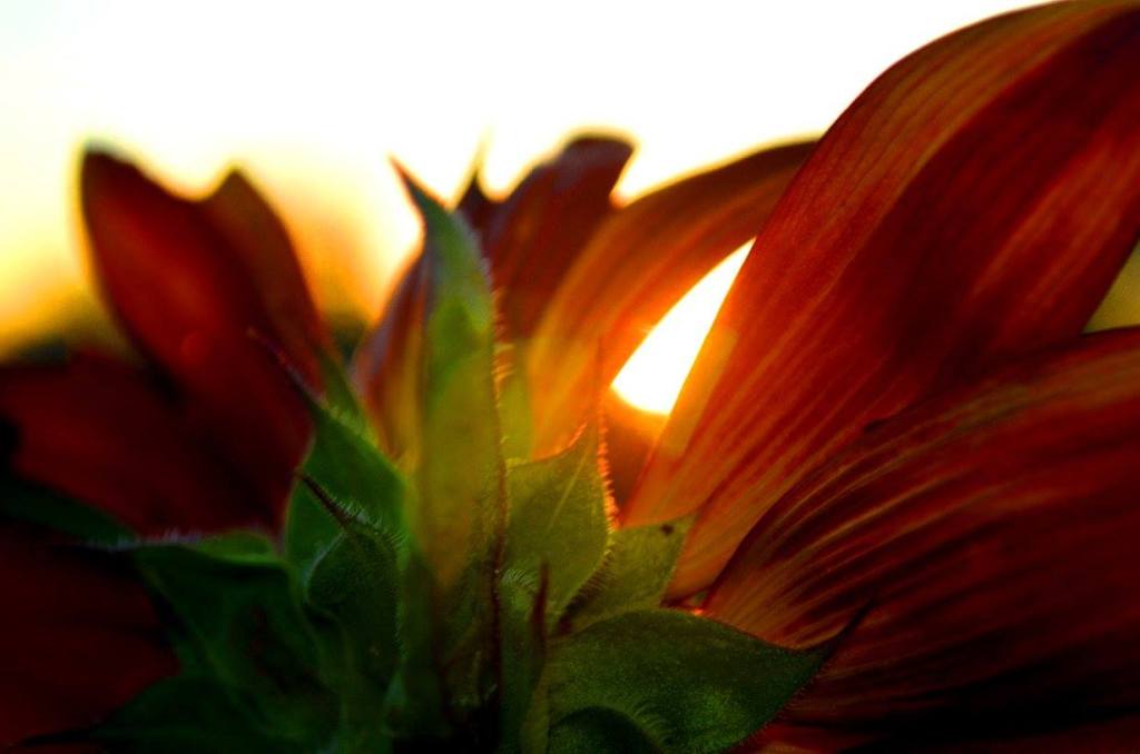 HONEY OUT OF THE&nbsp;ROCK